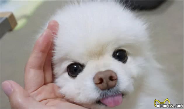 博美软便怎么办？博美拉稀怎么办？