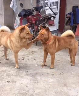 土狗其实就是狗的品种不纯