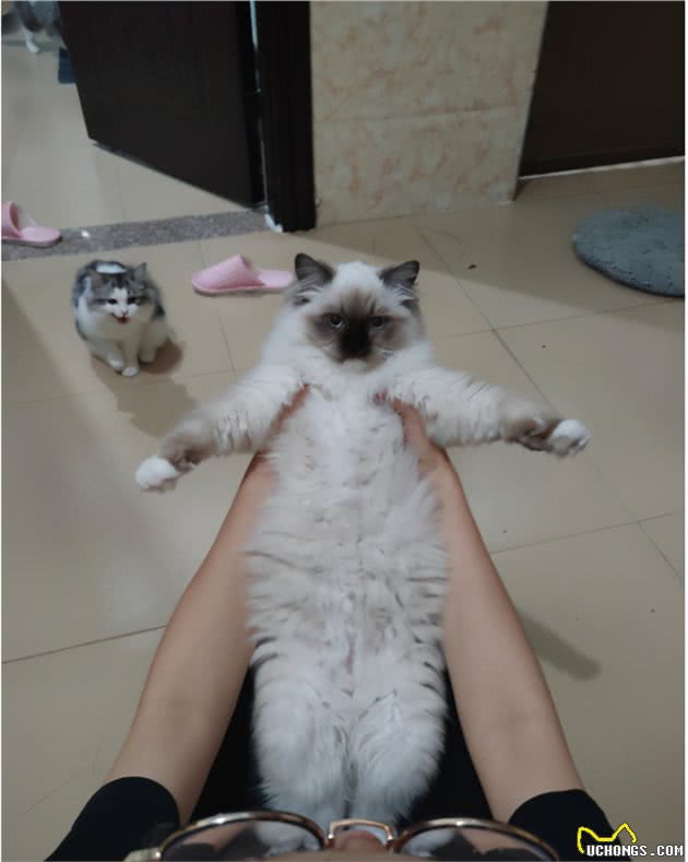 猫咪的身体怎么可以这么软，抱一只布偶猫，感觉像没骨头似的
