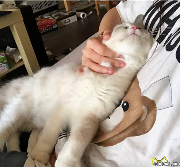 猫咪的身体怎么可以这么软，抱一只布偶猫，感觉像没骨头似的