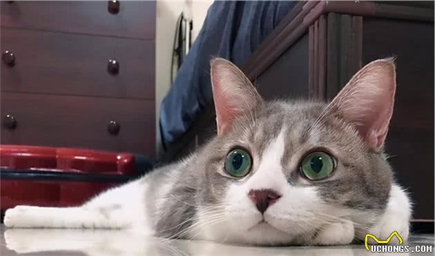猫咪的身体怎么可以这么软，抱一只布偶猫，感觉像没骨头似的