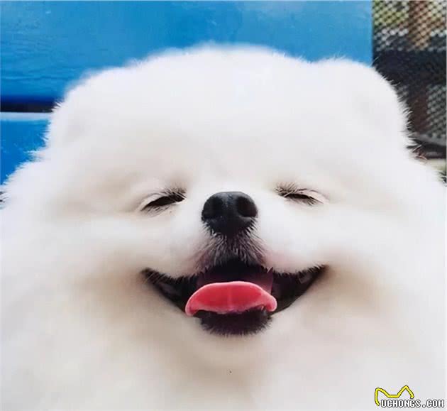 只因狗狗口臭，主人就想为它注射安乐，事后却又反悔