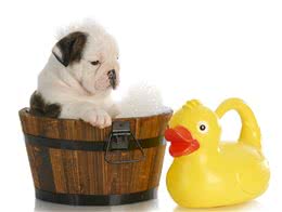 养宠物狗入门注意事项