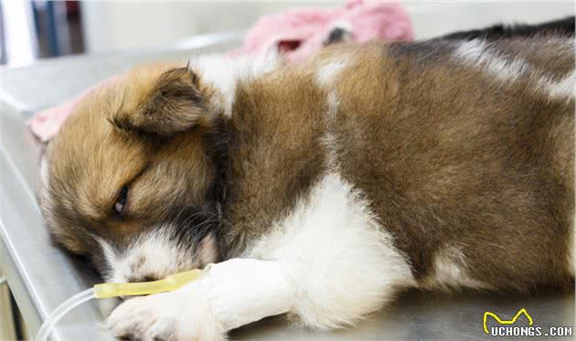 比犬细小更可怕的疾病：看似不起眼的犬瘟热，却可能带走狗狗生命