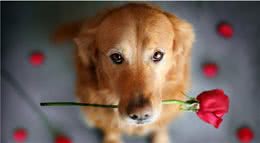 要跟狗狗打好关系，这些部位的抚摸少不了