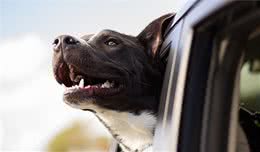 训犬教程-让犬不乱吠叫