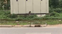乖巧小狗，每天坚持守在路边，忠诚却没换来缘分，男子“怕麻烦”