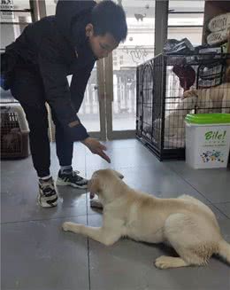 狗听不懂人的语言，但能准确记住声音信号