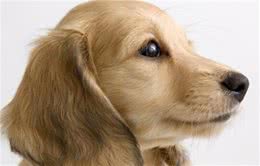 狗狗头部有异味是什么原因？