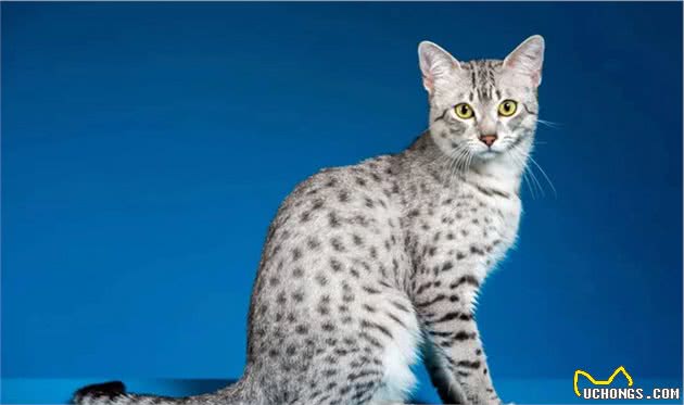 猫猫的品种繁多，你知道多少呢？（二）