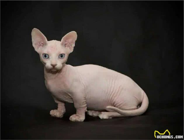猫猫的品种繁多，你知道多少呢？（二）