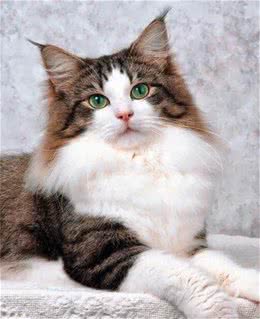 猫猫的品种繁多，你知道多少呢？（二）