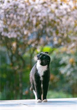 骊山烽火台上的长毛大橘猫，俯瞰西安城，气势不是一般的飒