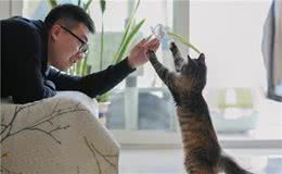 如何让猫咪学会和你互动—进阶篇（物品衔回、躺倒、跳圈圈）