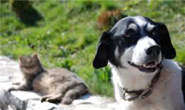 狗对人才是真爱！猫没有狗那么爱人？你没养过猫吧？