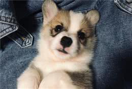 你家狗子一点都不缺钙，你知道么？