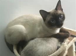 全世界最著名的宠物猫、短毛猫中的贵族—暹罗猫，你喜欢吗？