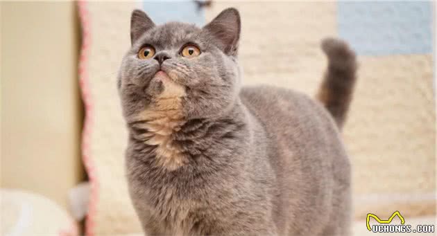 英国短毛猫花色大全，你见过几种？