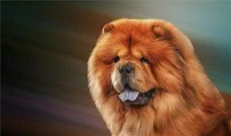 松狮犬的形态与特征