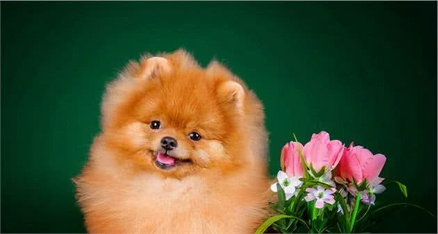 饲养博美犬时，注意这些行为，不要把“伤害”当宠爱