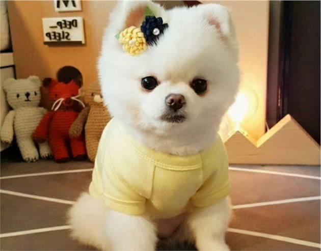 饲养博美犬时，注意这些行为，不要把“伤害”当宠爱