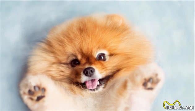 饲养博美犬时，注意这些行为，不要把“伤害”当宠爱