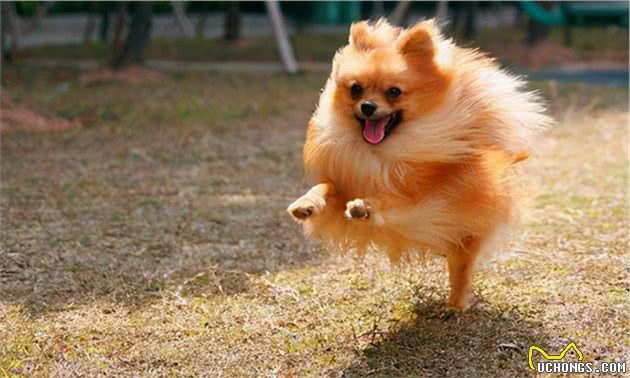 饲养博美犬时，注意这些行为，不要把“伤害”当宠爱