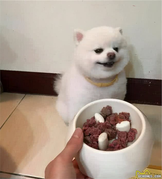 饲养博美犬时，注意这些行为，不要把“伤害”当宠爱