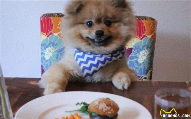 饲养博美犬时，注意这些行为，不要把“伤害”当宠爱
