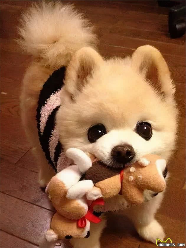 饲养博美犬时，注意这些行为，不要把“伤害”当宠爱