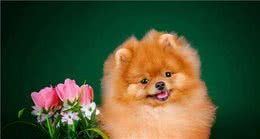 饲养博美犬时，注意这些行为，不要把“伤害”当宠爱