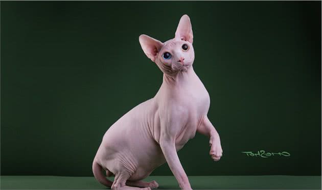 我用全身的毛发换来了特别的皮肤—神奇的猫咪：无毛猫