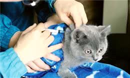 怀孕时养猫养狗，宝宝一定会有问题？专业宠物医生辟谣：假的！