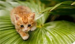新手养猫秘籍（一般人我不告诉她）