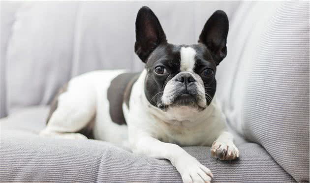 像极了法牛的犬—波士顿梗犬