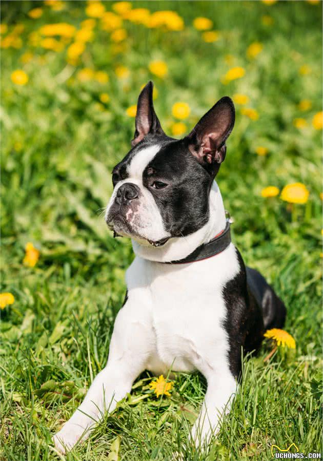 像极了法牛的犬—波士顿梗犬