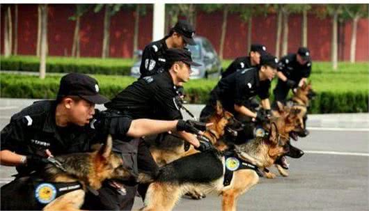 “德国牧羊犬”到底有多优秀？看完这5点你就知道了