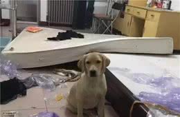 不要随便养拉布拉多，它会破坏你美好的生活