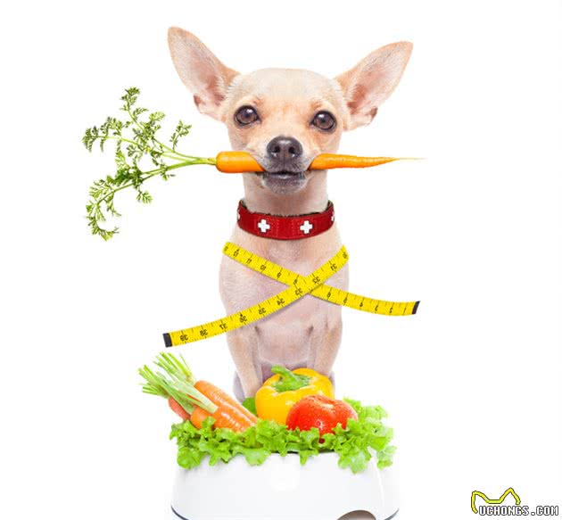 让给狗狗吃这6种食物，比狗粮要好