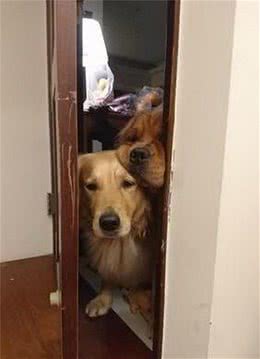 当你上厕所时，在狗狗的眼中意味着这几件事