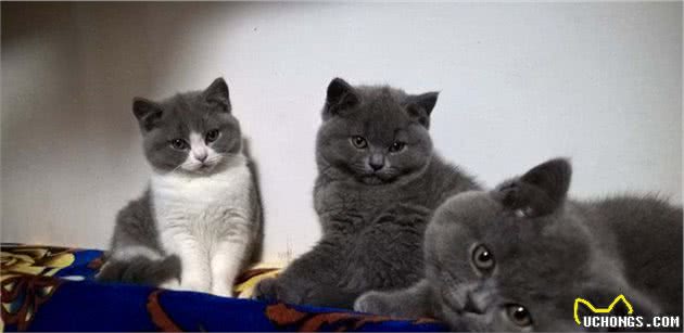 辟谣：猫咪只会喵喵叫？别太小看喵星人，猫咪可是语言高手