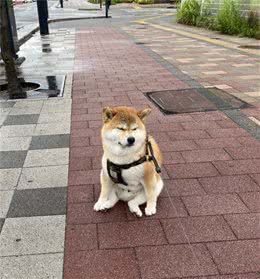 柴犬出门不肯回家，还使出“软骨功”，百般耍赖之下，主人出大招