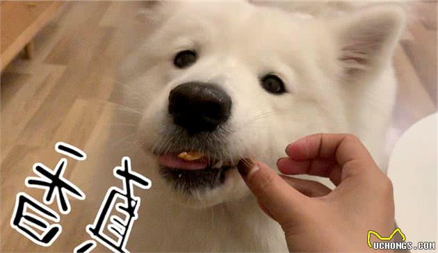 这几个喂食行为，对萨摩耶来说，危害性很高