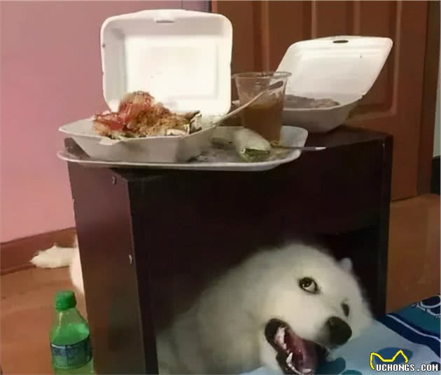 这几个喂食行为，对萨摩耶来说，危害性很高
