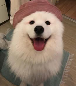 这几个喂食行为，对萨摩耶来说，危害性很高