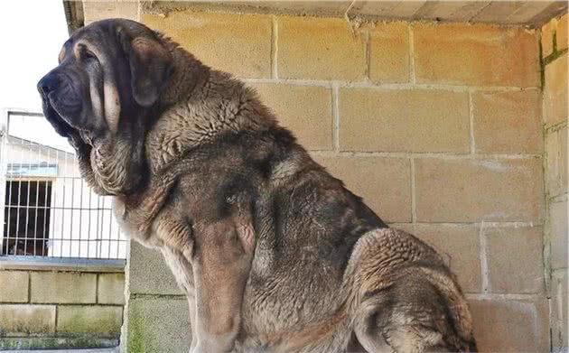西班牙獒，最大的犬种之一
