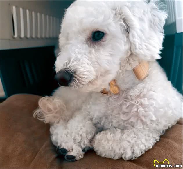 比熊犬被关在6楼窗外，当问询主人原因时：狗子吵到我睡觉了