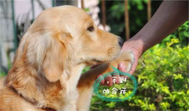 训练金毛时不能犯的5大错误，一旦犯了，训练效果肯定“差评”！