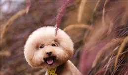 贵宾犬一次吃多少狗粮，要根据具体情况确定，用科学的方式喂养