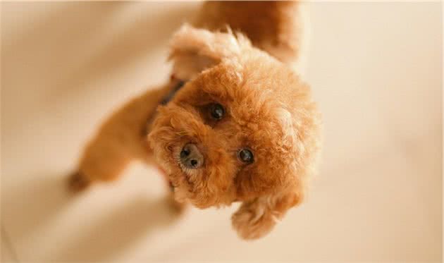 泰迪犬居然是贵宾犬，高傲又天真的泰迪你还喜欢吗